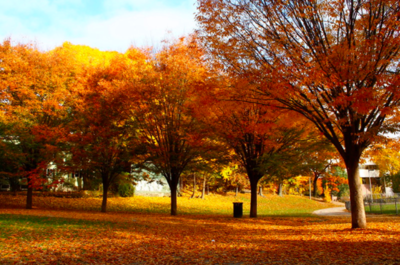 Best neighborhood spots for leaf peeping in Boston Boston.gov